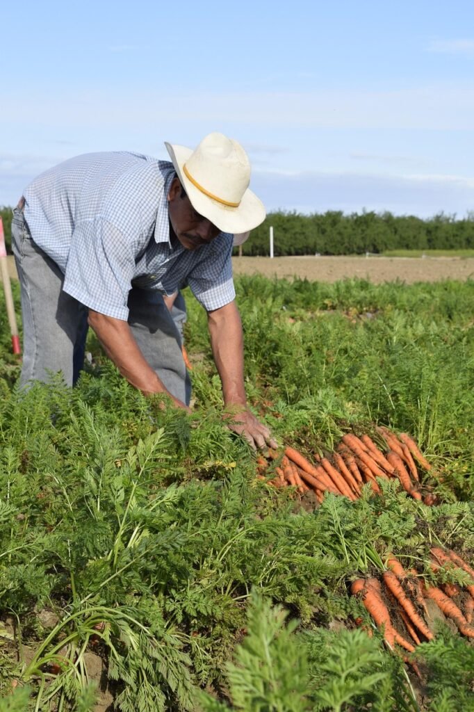carrot, grower, carrot grower, farmer, vegetable, harvesting, growing, grow, agriculture, organic, grower, farmer, farmer, farmer, farmer, farmer
