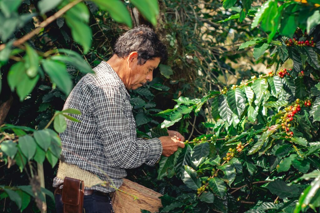 A farmer harvesting ripe coffee cherries in Xicotepec, Puebla, Mexico.