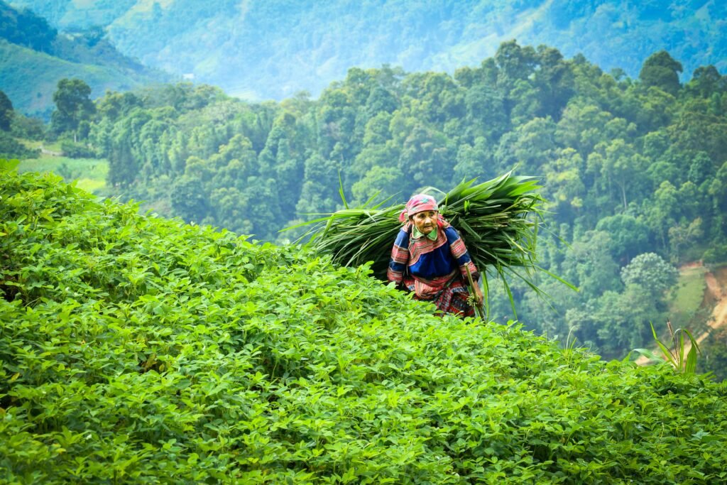 Elderly Vietnamese woman harvesting crops in the vibrant countryside with lush green foliage.